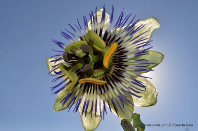 Fiore della passione, passiflora cerulea blue.