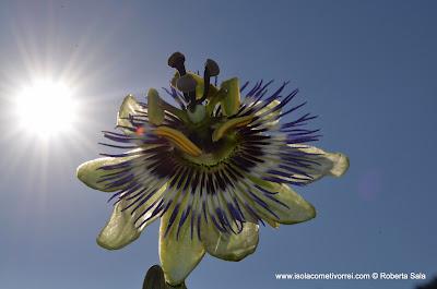 Fiore della passione, passiflora cerulea blue.