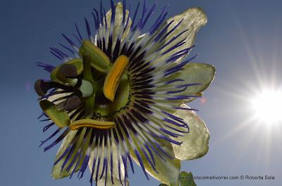 Fiore della passione, passiflora cerulea blue.