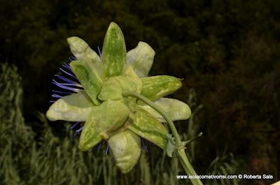 Fiore della passione, passiflora cerulea blue.