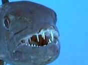 Marco Calatabiano: barracuda aggredisce Francesco Fisauli. Ferita centimetri