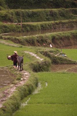 Mad in China: Guizhou