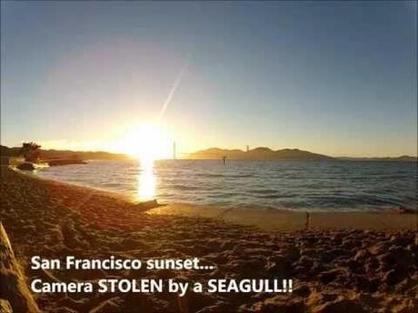 VIDEO: Gabbiano ruba fotocamera e filma il tramonto di San Francisco.