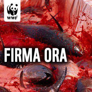 Appello del WWF per un mare bello sano e vivo