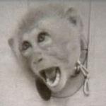 Le scimmie usate nei test strillano di puro terrore: filmato del 1952 mostra i test batteriologici britannici