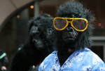 gorilla_blog