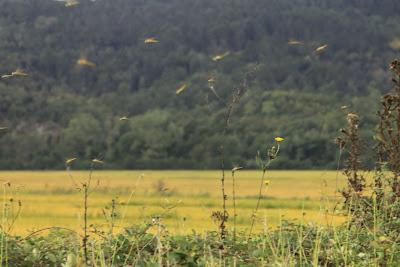 le libellule in volo sulle risaie