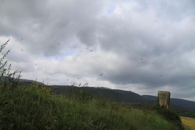 le libellule in volo sulle risaie