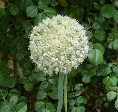 OTTOBRE NELL’ORTO. TABELLA DELLE SEMINE