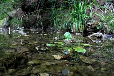 il torrente Crevole