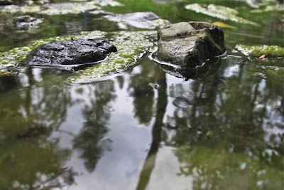 il torrente Crevole