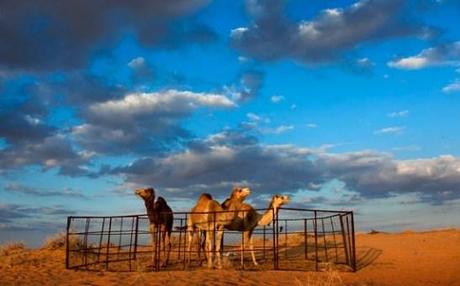 Cammelli in Arabia Saudita, © Eric Lafforgue