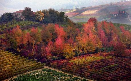 Fiera del Tartufo bianco d’Alba Paesaggio Piemonte
