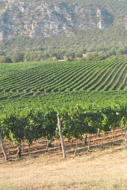 Ho visto un bufalo tra le vigne e ho bevuto vino