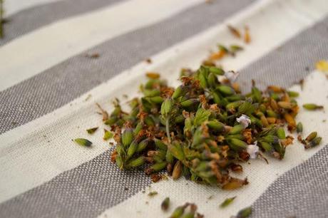 Farina e fiori di Lavanda