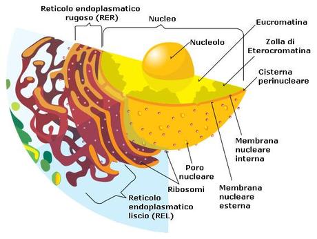 La sintesi delle proteine e il ruolo dei ribosomi ribosomi