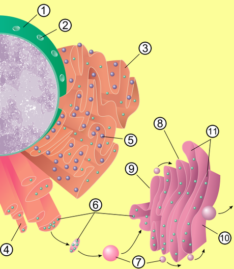 La sintesi delle proteine e il ruolo dei ribosomi ribosomi