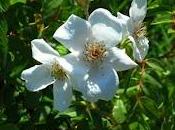 Rose nostri terrazzi