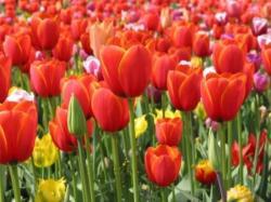 Il paese dei tulipani a rischio bolla immobiliare