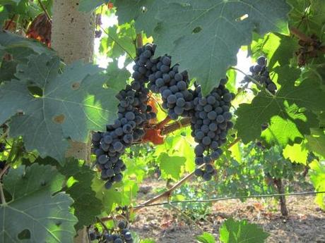 In Sicilia caduta dei prezzi alla produzione dei prodotti agricoli. La parola ai piccoli produttori