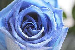 Una rosa blu