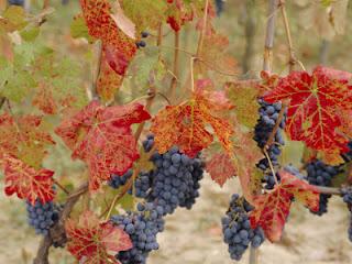 Onomastico di Michele, auguri e ...poesia