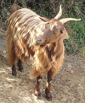 English: Messinese Goat Buck Italiano: Capro M...