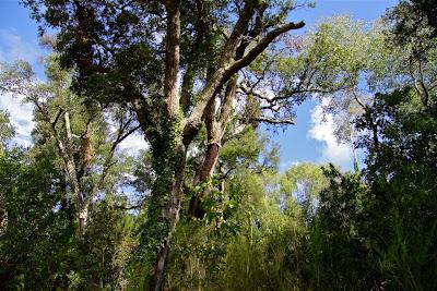 la quercia da sughero