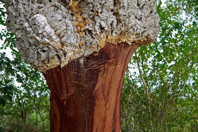 la quercia da sughero