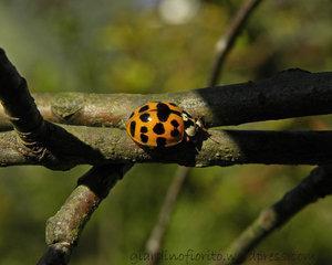 Autunno. Colori e profumo di biscotti