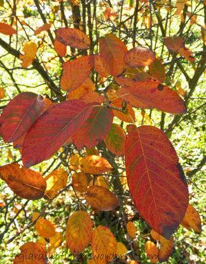 Autunno. Colori e profumo di biscotti