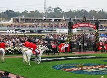 I cavalli si mettono in mostra preparandosi per la Melbourne Cup