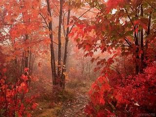 Fall Foliage _ America del nord