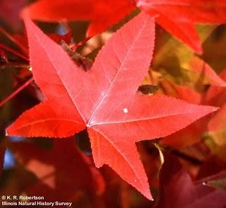 la stagione del foliage_ alcuni alberi