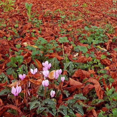 Ciclamini / Cyclamen