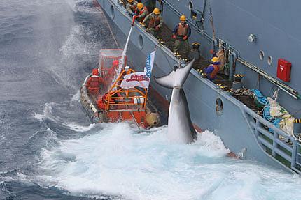 I gommoni di Greenpeace, partiti dall'Esperanza e dall'Arctic Sunrise,  cercano di ostacolare il trasferimento di una balenottera dalla nave  da caccia alla Nisshin Maru, adibita alla lavorazione della carne di  balena. Greenpeace sta utilizzando ogni mezzo non violento a  disposizione per fermare la caccia e impedire ulteriori violazione del  Santuario delle balene da parte dei balenieri.