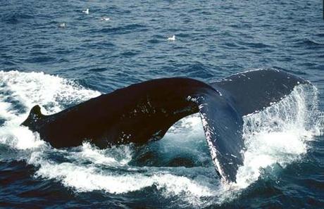 Una balena nel suo habitat: l’Oceano.