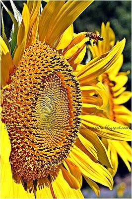 Sii un girasole accanto ai salici piangenti