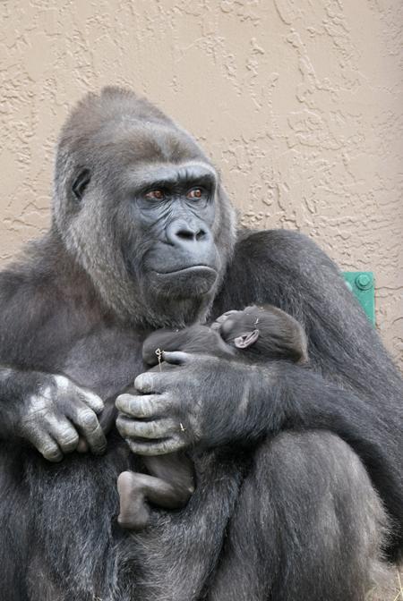 CUORE DI MAMMA ... GORILLA