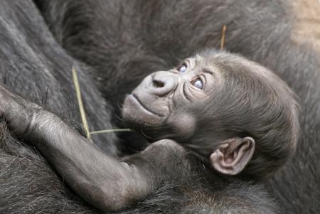 CUORE DI MAMMA ... GORILLA