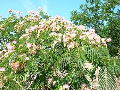 Acacia julibrissim