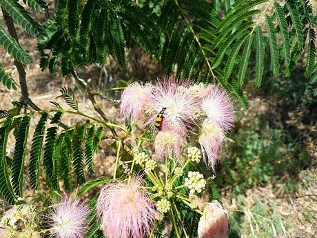 Acacia julibrissim