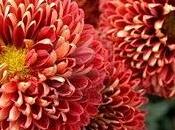 Crysanthemum