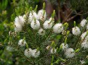 Melaleuca, l’albero contro infezioni micosi