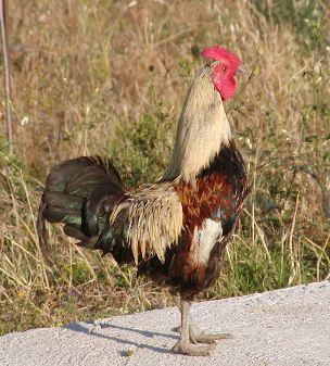 QUANDO UN GALLO...DAVA FASTIDIO