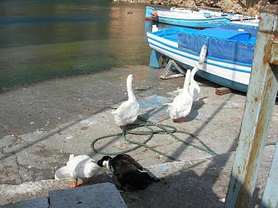 ad Agios Nikolaos le oche non ballano il sirtaki