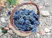 vendemmia finita