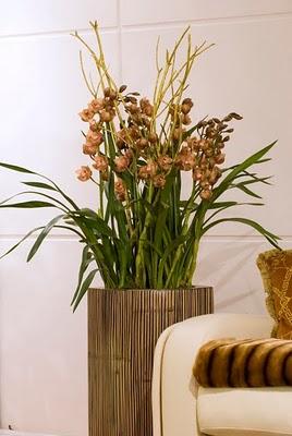 IL CYMBIDIUM DA VASO FIORITO