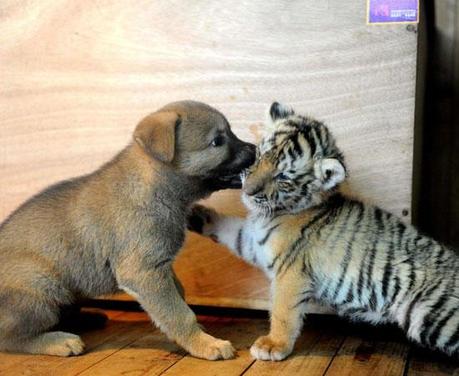 FOTO DEL GIORNO 3 NOVEMBRE 2010 : LA TIGRE CHE HA FRATELLO UN CANE