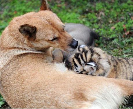 FOTO DEL GIORNO 3 NOVEMBRE 2010 : LA TIGRE CHE HA FRATELLO UN CANE